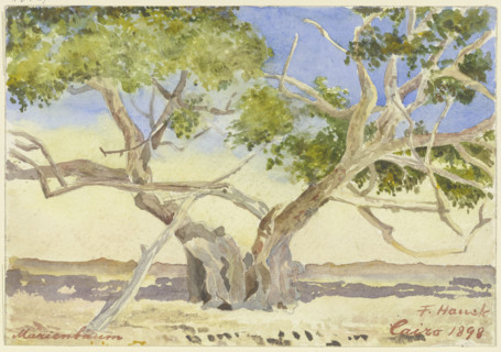 Mary’s tree near Cairo, 1898. Creator: Fritz Hauck.