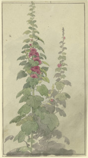 Rosellas, 19th century. Creator: Jakob Becker.