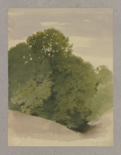 Thicket, 1856. Creator: Carl Theodor Reiffenstein.