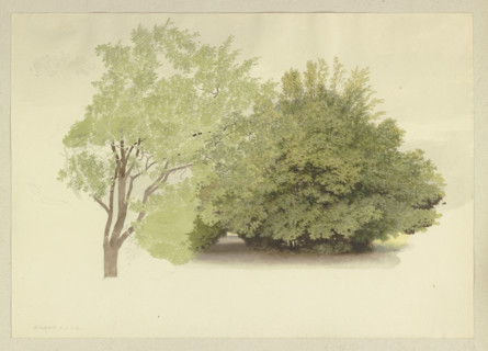 On the left, a tree; on the right, tall shrubbery, 1875. Creator: Carl Theodor Reiffenstein.