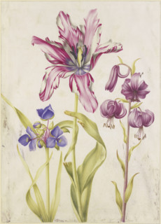 Tradescantia, tulip, Turk's cap lily, 17th century. Creator: N Robb.