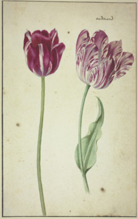 Two tulips, 17th century. Creator: Unknown.