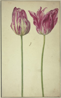 Two tulips, 17th century. Creator: Unknown.