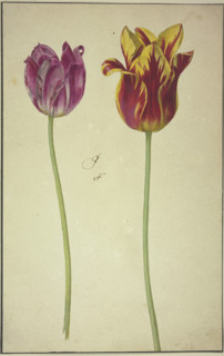 Two tulips, 17th century. Creator: Unknown.
