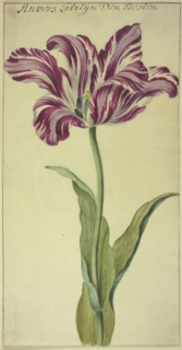 A tulip, 17th century. Creator: Unknown.