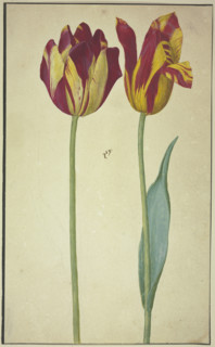 Two yellow-red tulips, 17th century. Creator: Unknown.