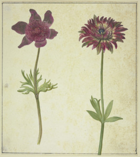Two flowers, 17th century. Creator: Unknown.