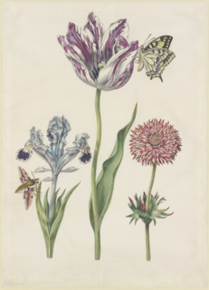 Iris with hawk moth, swallowtail tulip, anemone, 17th century. Creator: N Robb.