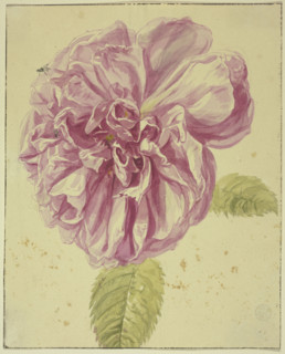 Peony with two flies on its blossom, 17th century; 18th century. Creator: Unknown.