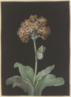Orange-red auricula (Primula auricula) with gooseberry harlequin,,,. c1730-1783. Creator: Barbara Regina Dietzsch.