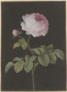 Pink rose (Rosa) with a brown beetle, c1730-1783. Creator: Barbara Regina Dietzsch.