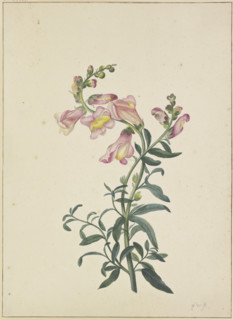 A snapdragon, c1674-1698. Creator: Pieter Withoos.