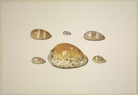 Six shells, including a large yellow one, 17th century. Creator: D Hogh.
