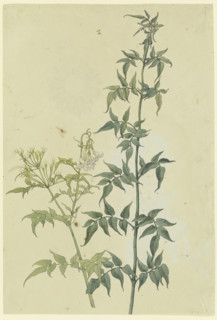 Two jasmine branches, 1817. Creator: Franz Theobald Horny.