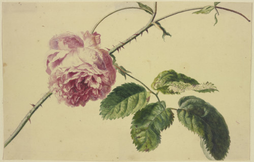 A rose, c1710-1749. Creator: Jan van Huysum.