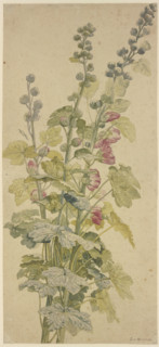 Rosella, c1710-1749. Creator: Jan van Huysum.