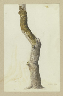 Moss-covered tree trunk, 1837. Creator: Carl Theodor Reiffenstein.