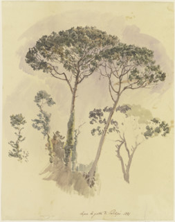 Pine trees above the Grotto of Posilipo, 1841. Creator: Johann Nepomuk Rauch.