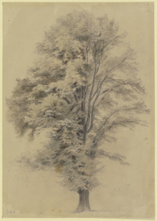 Large tree, c1830-1880. Creator: Jakob Dielmann.