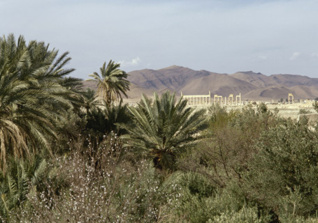 The Oasis of Palmyra, Syria, 1999.  Creator: LTL.