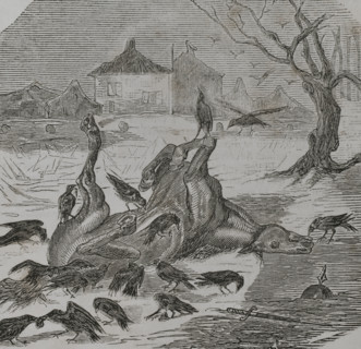Franco-Prussian War (1870-1871): Crows tearing the carcass of a horse, 1870.  Creator: Unknown.