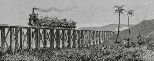 Sugar cane production, Mackay, Eastern coast of Queensland, Australia, 1883.  Creator: Unknown.