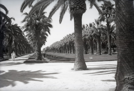 Parc Lyautey, Casablanca, Morocco, c1955.  Creator: Arthur Charles Kirby Ware.