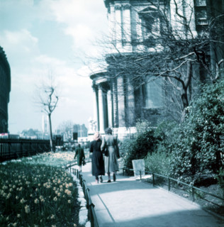 Daffodils in St Paul's Cathedral Churchyard, London, c1955. Creator: Arthur Charles Kirby Ware.