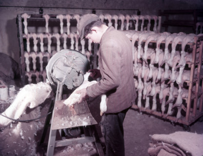 Mechanical plucking of ducklings, turkey and duck farm, Norfolk, c1955. farm of Mr G. W. Nurse of Gt Creator: Arthur Charles Kirby Ware.