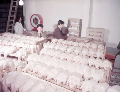 Weighing, grading and packing ducks, turkey and duck farm, Norfolk, c1955. farm of Mr G. W. Nurse of Creator: Arthur Charles Kirby Ware.