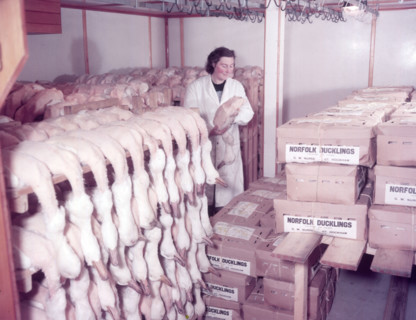 Ducks in cold storage, turkey and duck farm, Norfolk, c1955. farm of Mr G. W. Nurse of Gt Hockham Creator: Arthur Charles Kirby Ware.