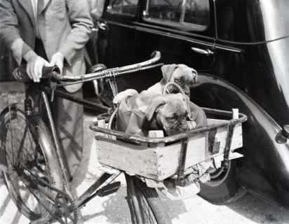 Dogs in handlebar basket, c1955. Creator: Arthur Charles Kirby Ware.
