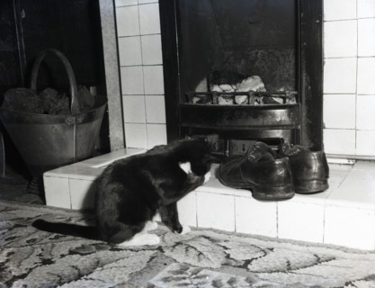 Cat in front of a coal fire, c1955. Creator: Arthur Charles Kirby Ware.