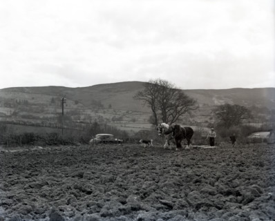 Ploughing, Wales, c1955. Creator: Arthur Charles Kirby Ware.