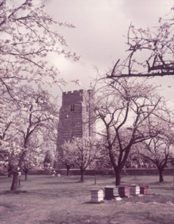 Cherry blossom, Newington, Kent, c1955.  Creator: Arthur Charles Kirby Ware.