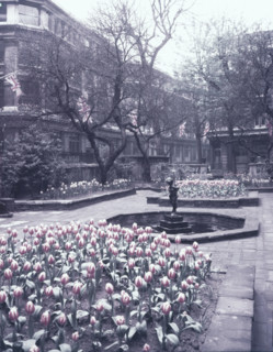 Tulips in the garden of the Drapers' Hall, City of London, c1953. Creator: Arthur Charles Kirby Ware.