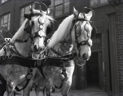 Grey horses, London, c1953.  Creator: Arthur Charles Kirby Ware.