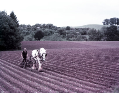 Harrowing near Martley, Worcestershire, c1955. Creator: Arthur Charles Kirby Ware.