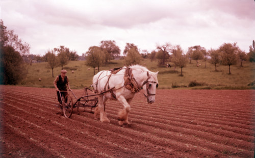 Harrowing near Martley, Worcestershire, c1955. Creator: Arthur Charles Kirby Ware.