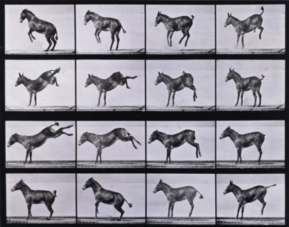 Mule, bucking and kicking, Ruth, 1872-1885.   Creator: Eadweard J Muybridge.
