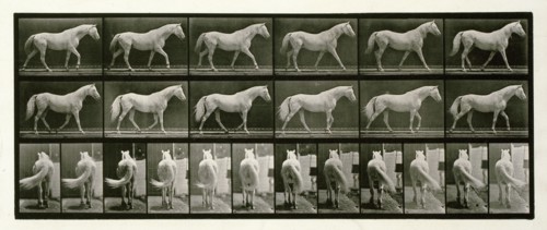Walking, 1872-1885.  Creator: Eadweard J Muybridge.