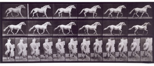 Trotting free, 1872-1885.  Creator: Eadweard J Muybridge.