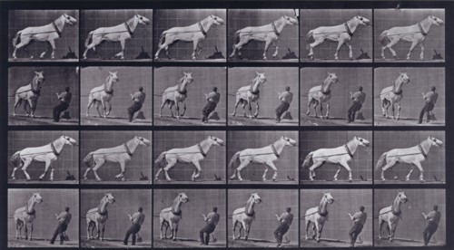 Hauling, man pulling at head, 1872-1885.  Creator: Eadweard J Muybridge.