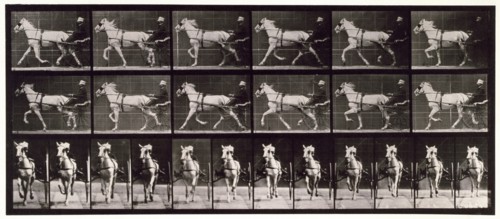 Trotting, 1872-1885.  Creator: Eadweard J Muybridge.
