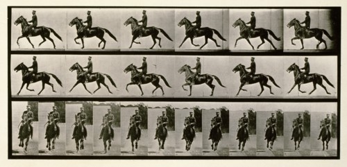 Racking (pacing), 1872-1885.  Creator: Eadweard J Muybridge.