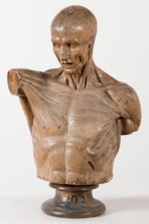 Écorché au bras tendu [Head and torso only], 1767. Creator: Unknown.