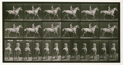 Trotting, 1872-1885.  Creator: Eadweard J Muybridge.