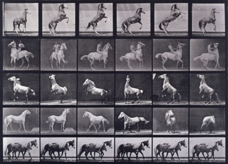 Horses rearing, etc, 1872-1885.   Creator: Eadweard J Muybridge.