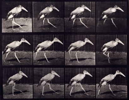 Adjutant, 1872-1885.  Creator: Eadweard J Muybridge.