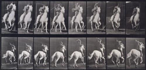 Gallop, 1872-1885. Creator: Eadweard J Muybridge.